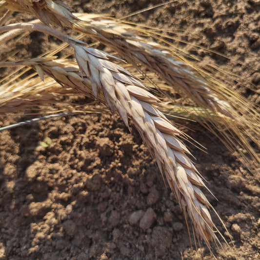 Sulyndina Triticale