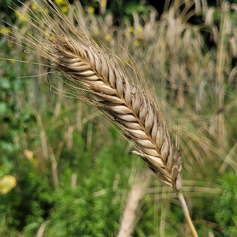 awned head of Hungarian Triticale