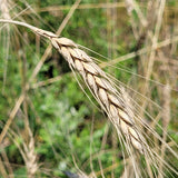 Marmin Wheat