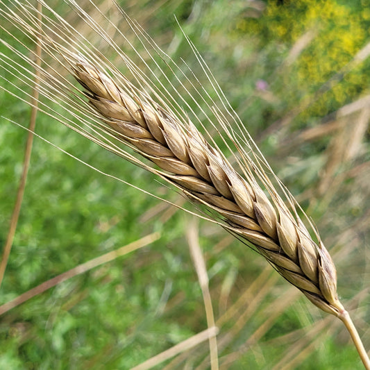 Mnogoletnee Sadykova Triticale
