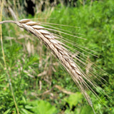 Uzor Triticale