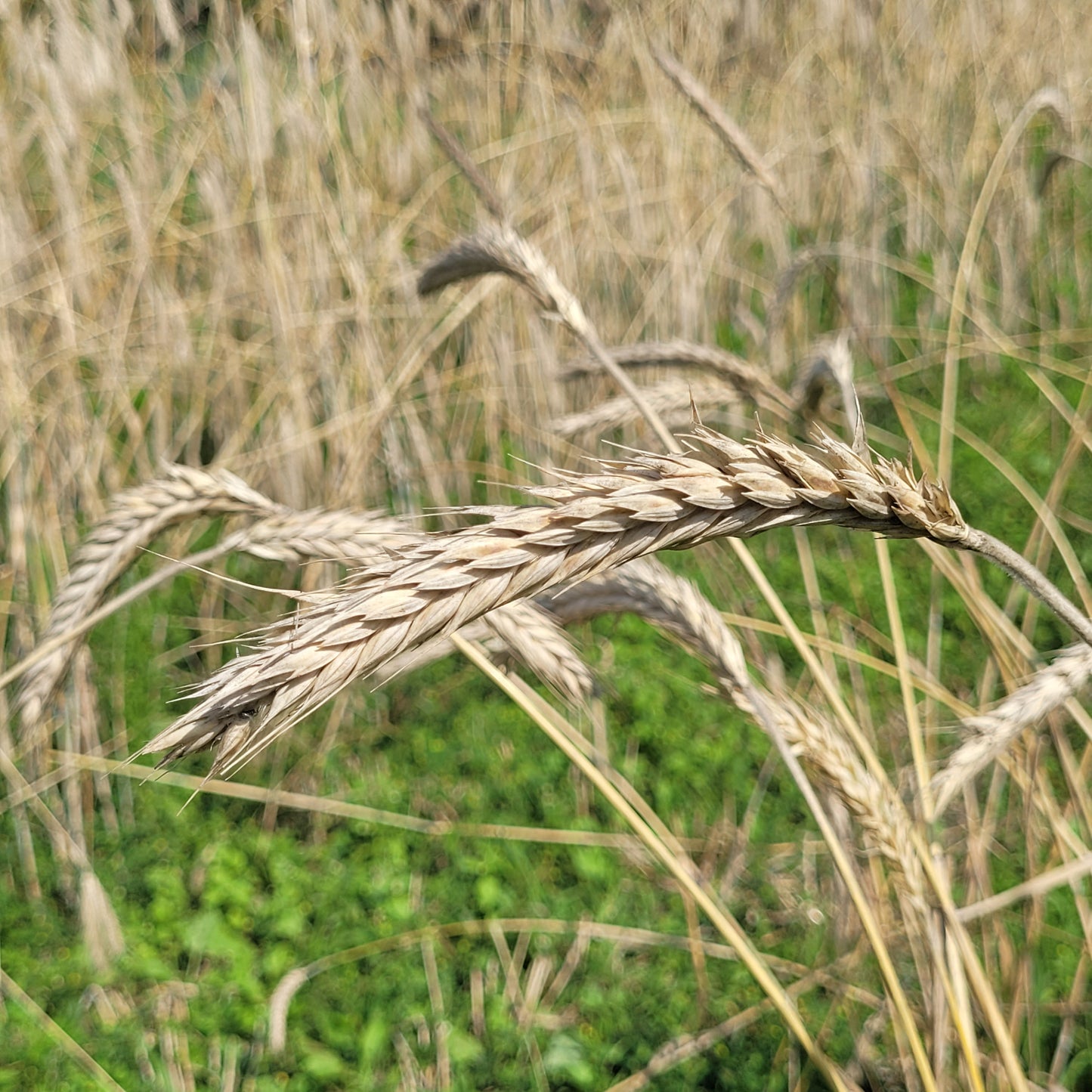 Blizzard Triticale