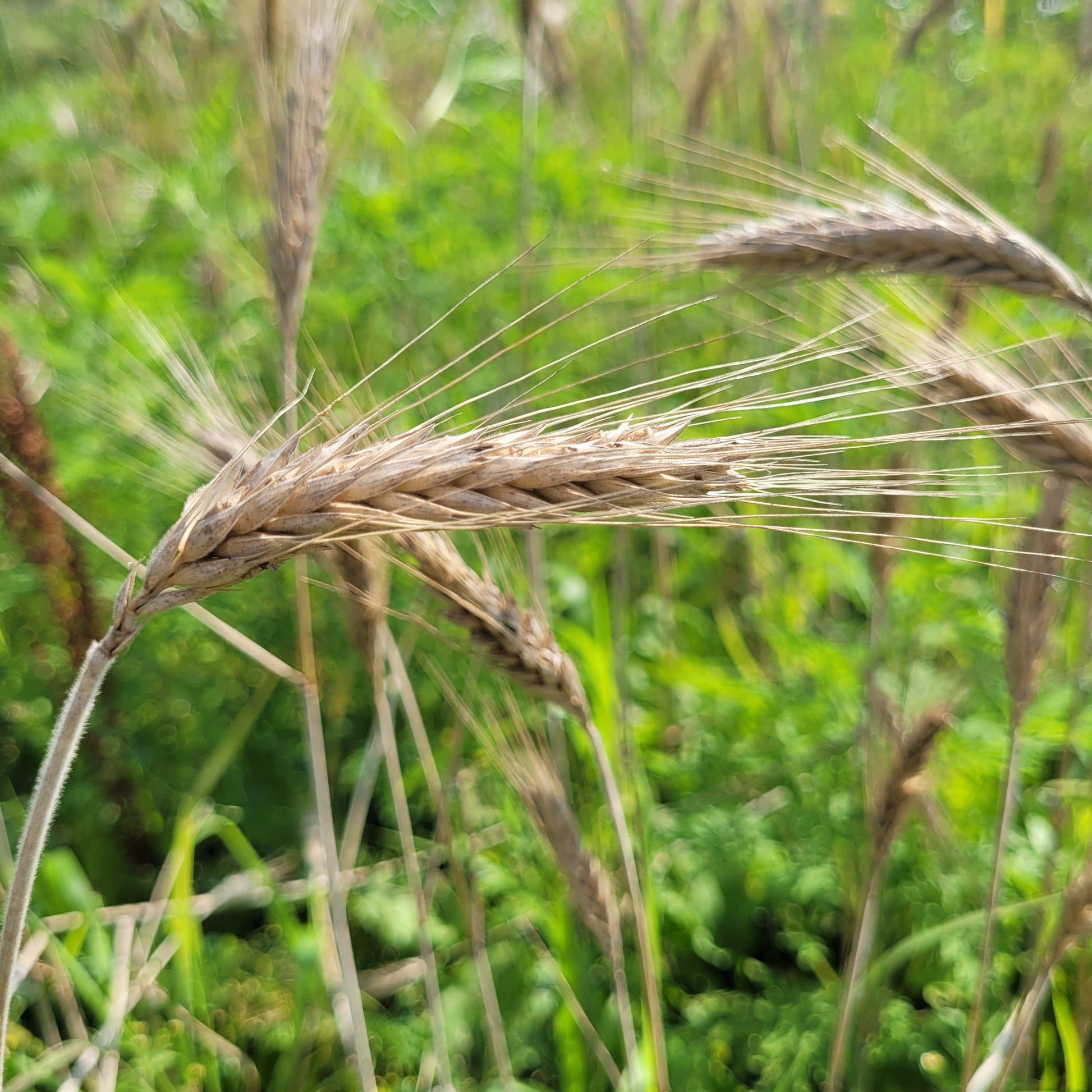 Lasko Triticale grain heads