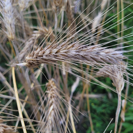 Warszawa Triticale