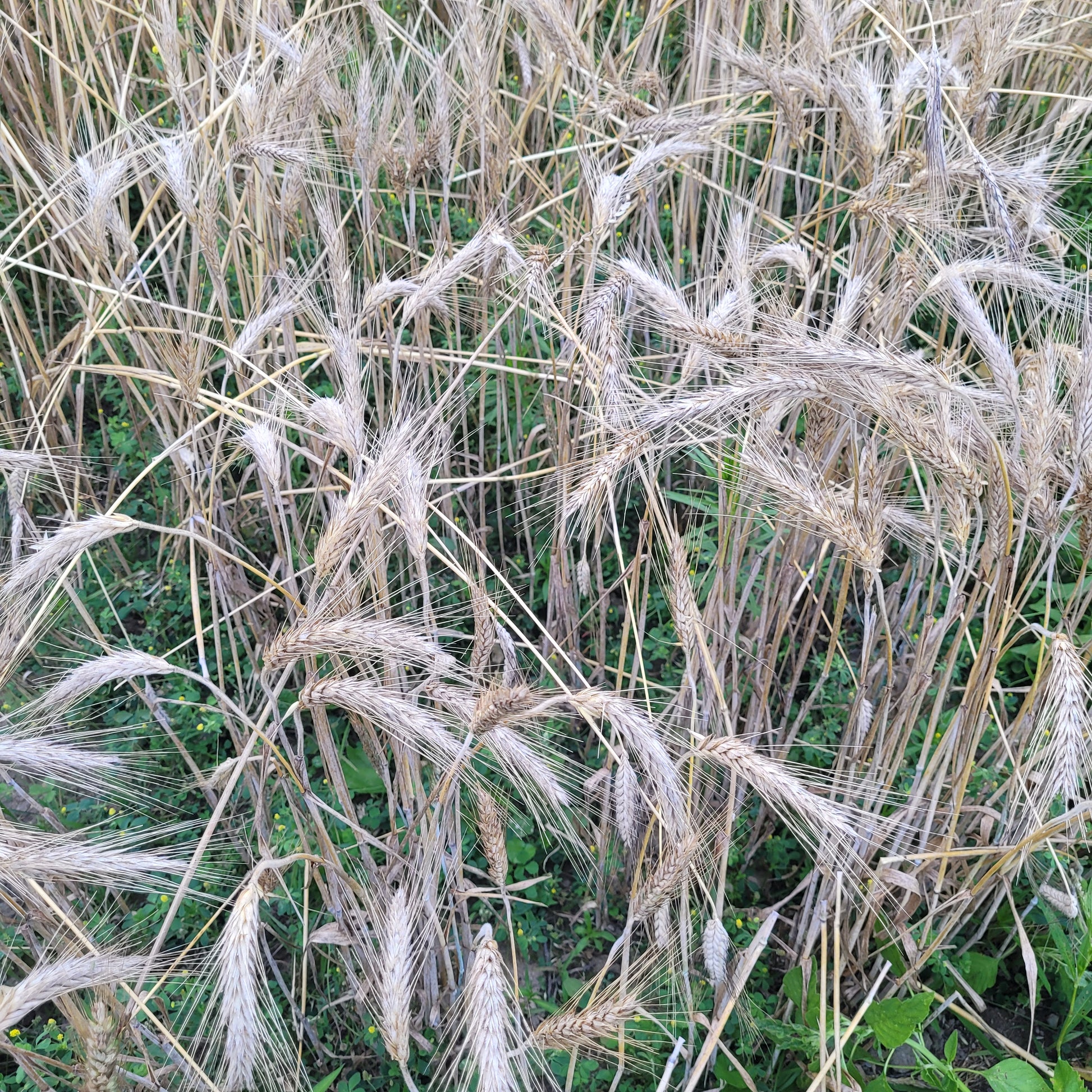 plot of Warszawa Triticale had great winter survival