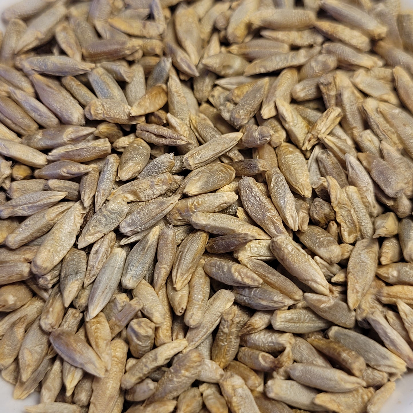seeds of Rosen Rye
