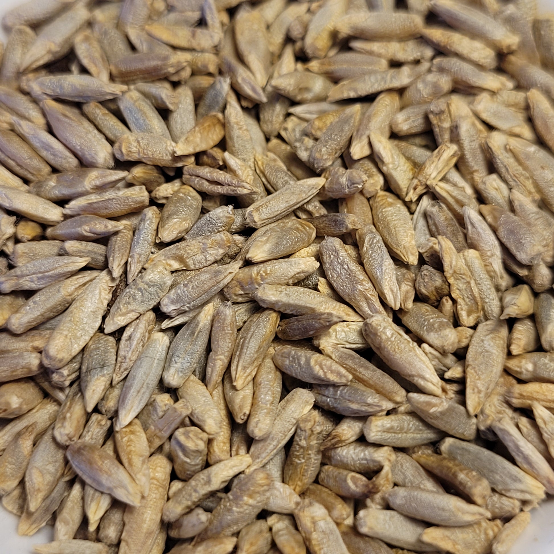 seeds of Rosen Rye