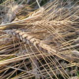 Mettes Rauhwizen Durum Wheat