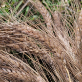 Swedish Triticale during harvest