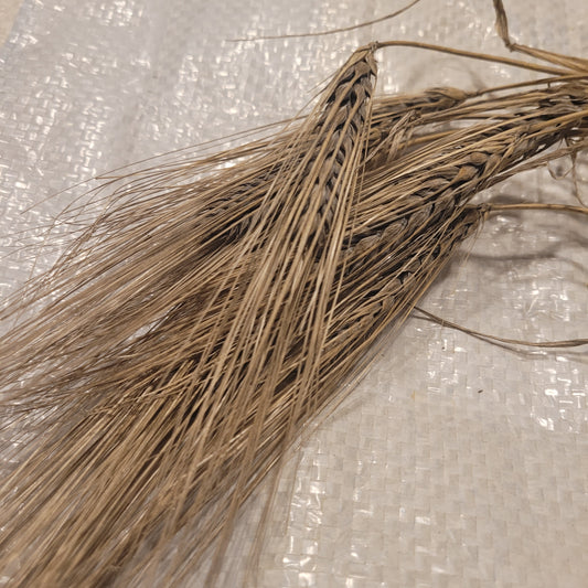 Abyssinian Winter Barley