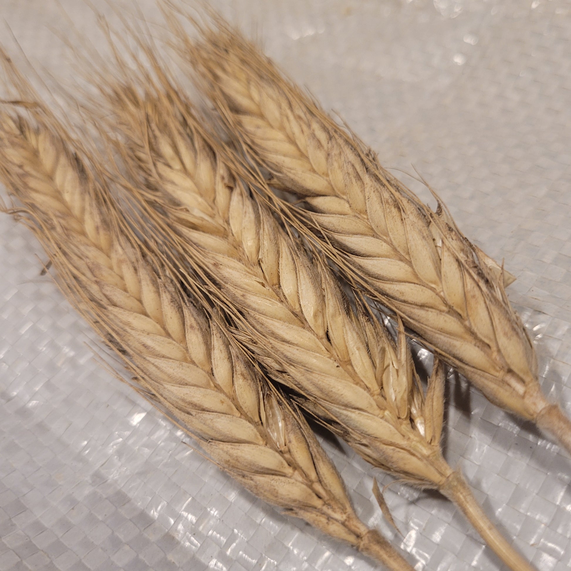 awned heads of Hungarian Triticale