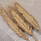 awned heads of Hungarian Triticale