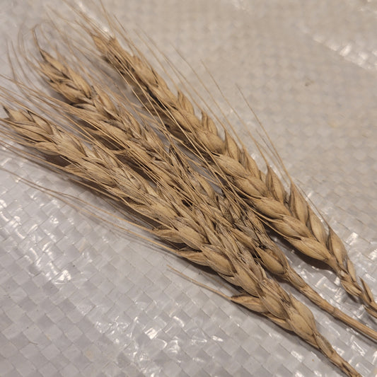 Ma Cha Mai Triticale