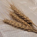 Marmin Wheat