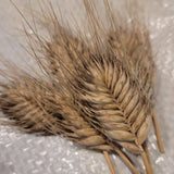 Militinae Wheat
