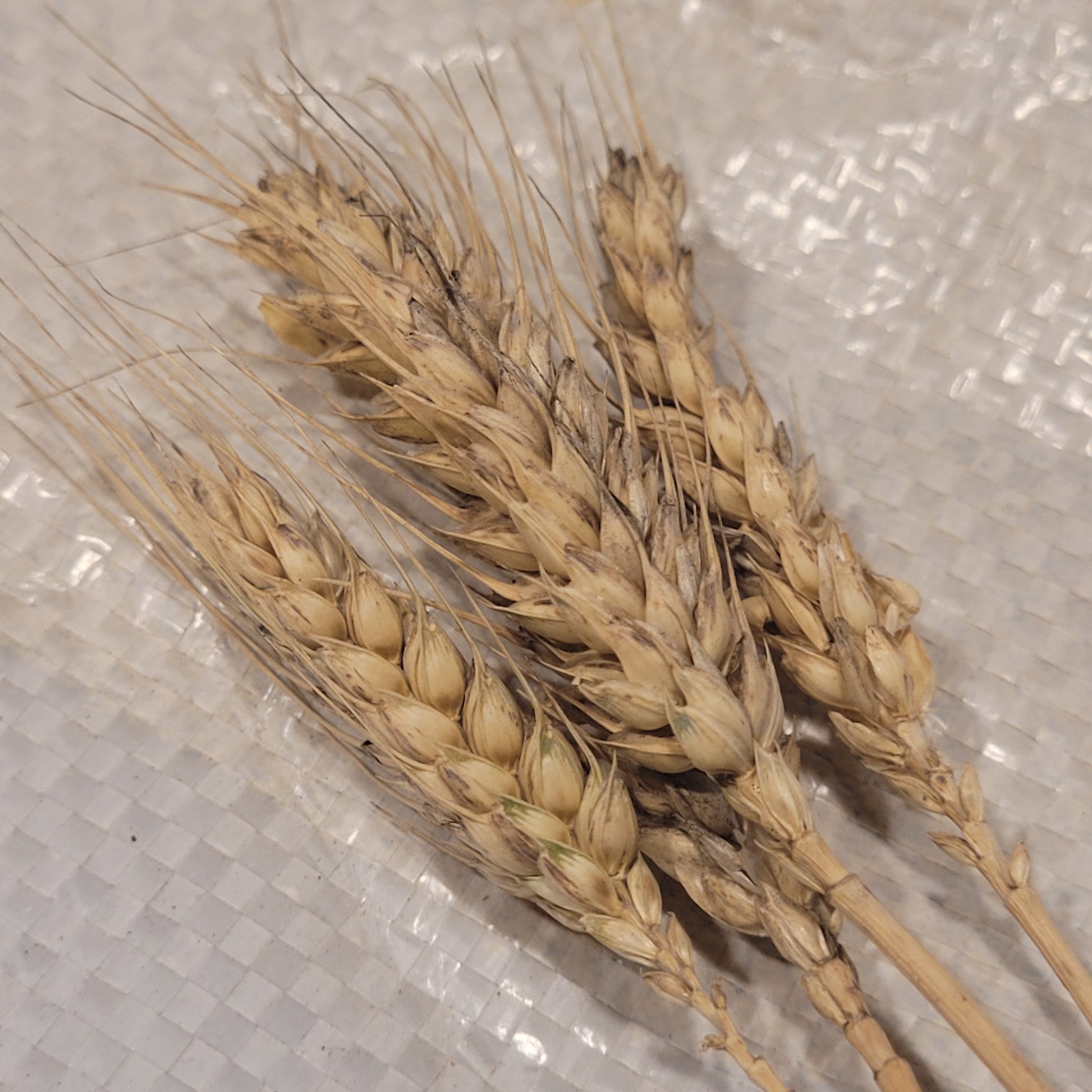 Riebesel Triticale