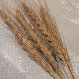 awned heads of Swedish Triticale