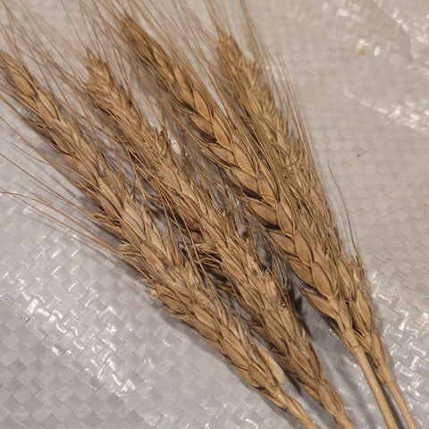 awned heads of Swedish Triticale