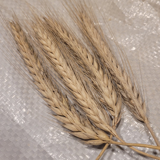 Szalkas Triticale