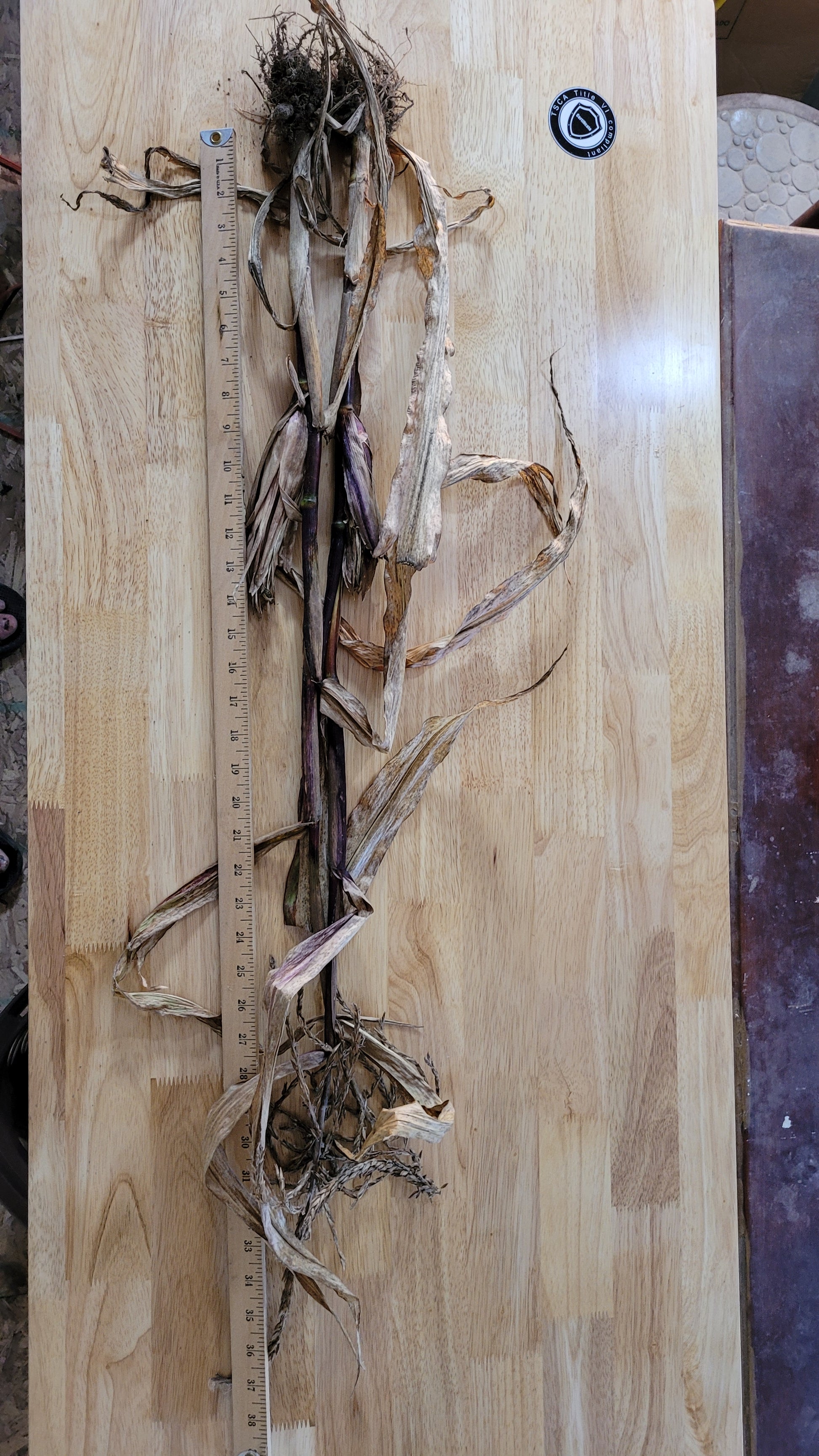 typical plant of Koas Corn