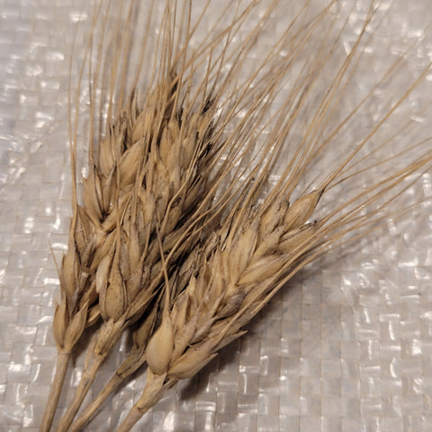 Blanco de Corella Durum Wheat with awns