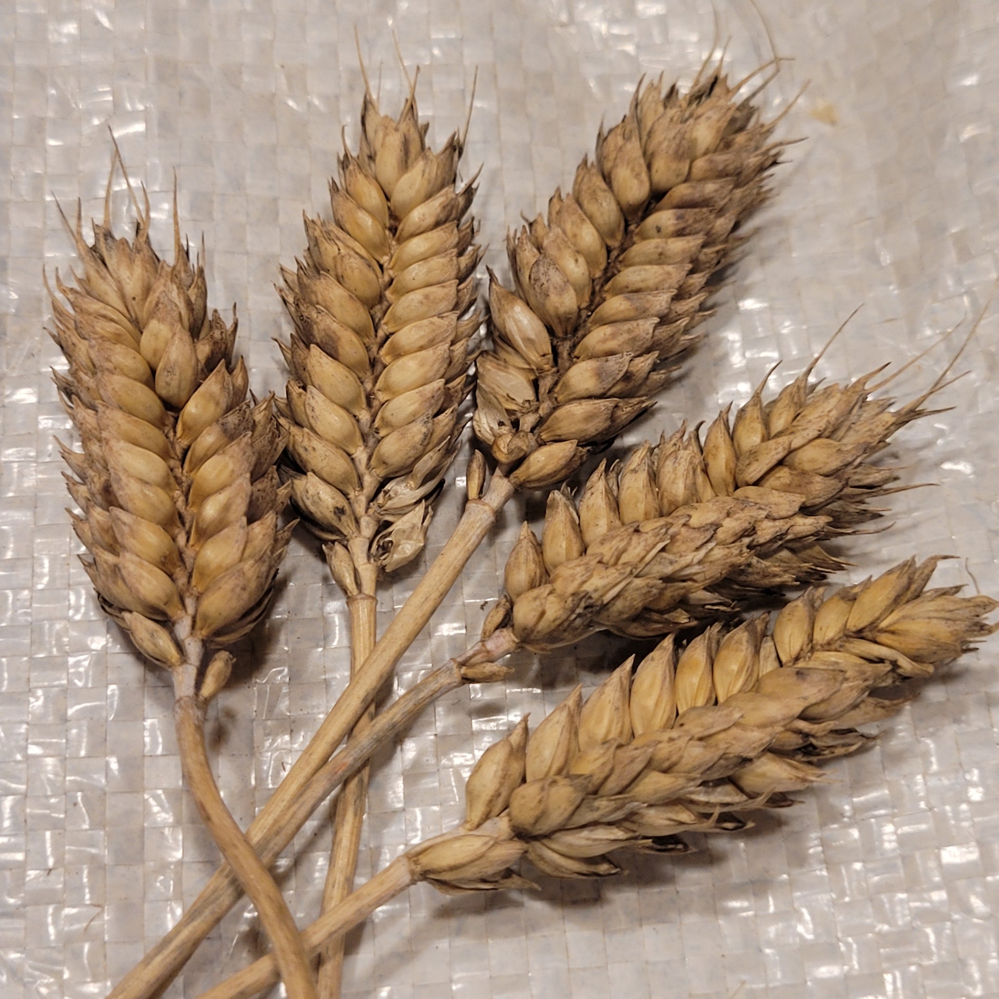 English Rivet Wheat