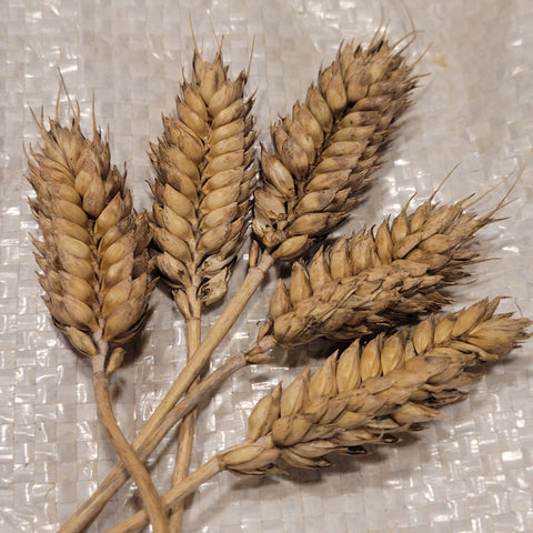 English Rivet Wheat