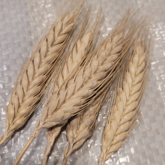 Macha Makha Wheat Blend