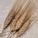Saficha Durum Wheat