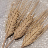 Timopheevii Wheat