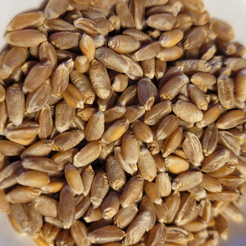 21+ Winter Wheat Seeds For Planting