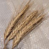 Uzor Triticale awned heads