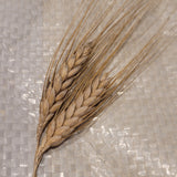 awned heads of Bjela Turka Durum Wheat