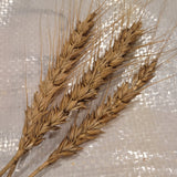 awned heads of Goens Wheat