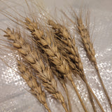 awned heads of Lancaster Fulcaster Wheat () awned heads