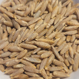 Sangaste Rye seeds