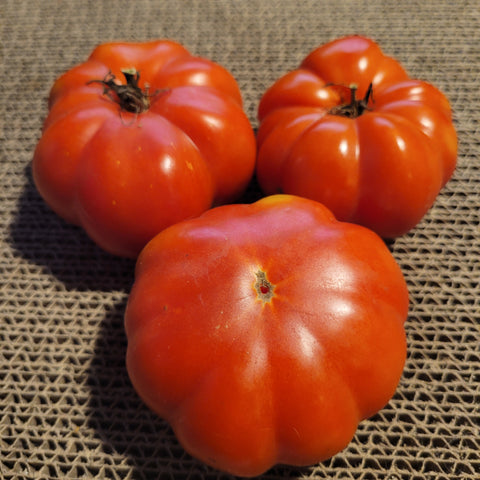 Shaker Tomato 3 nice ribbed fruits