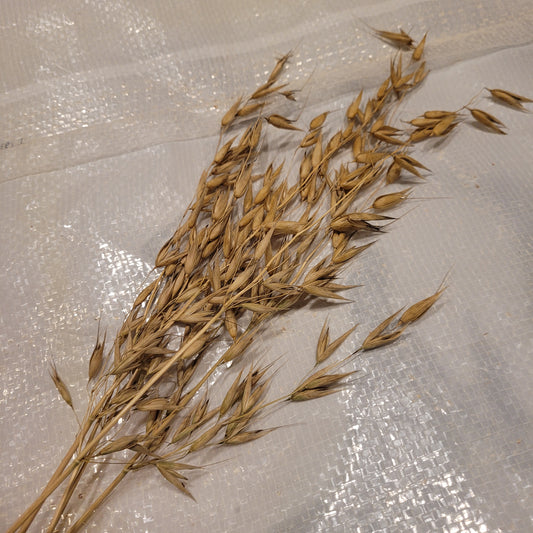 Von Brunnings Winter Hafer Oats