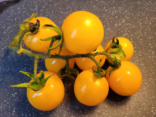 Hartman's Yellow Gooseberry Tomato