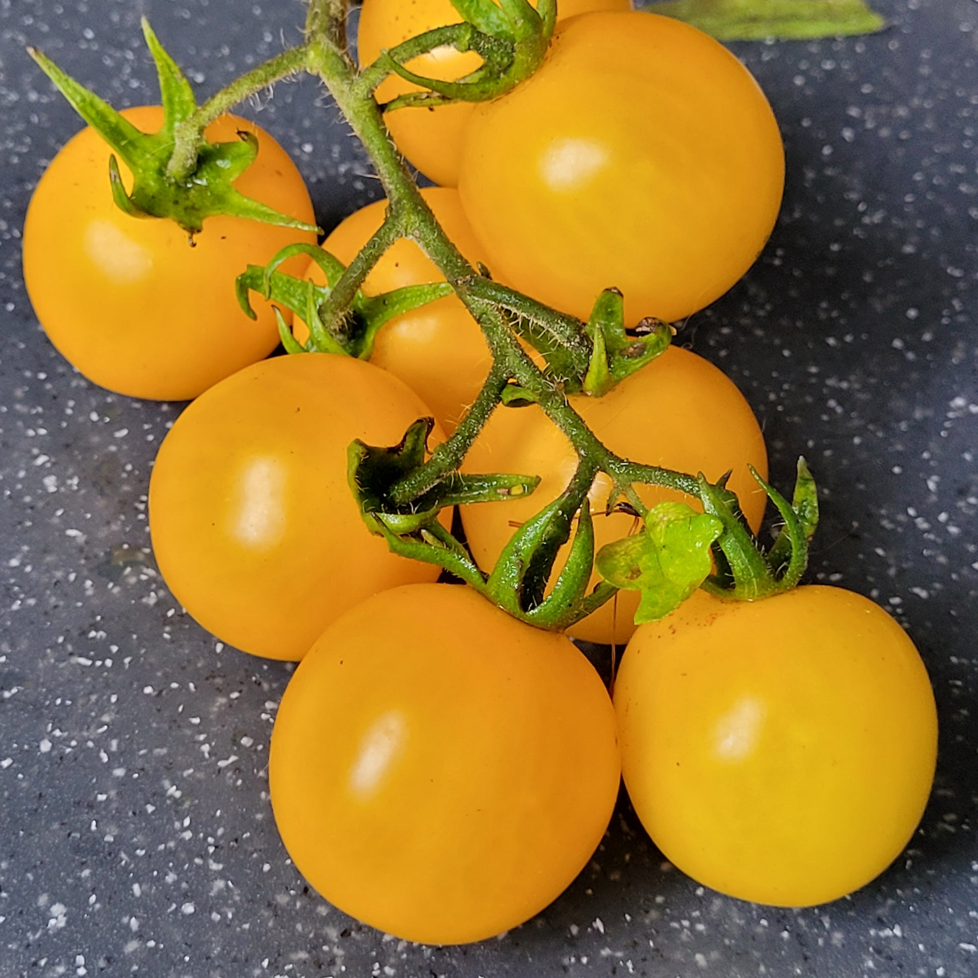 Hartman's Yellow Gooseberry Tomato
