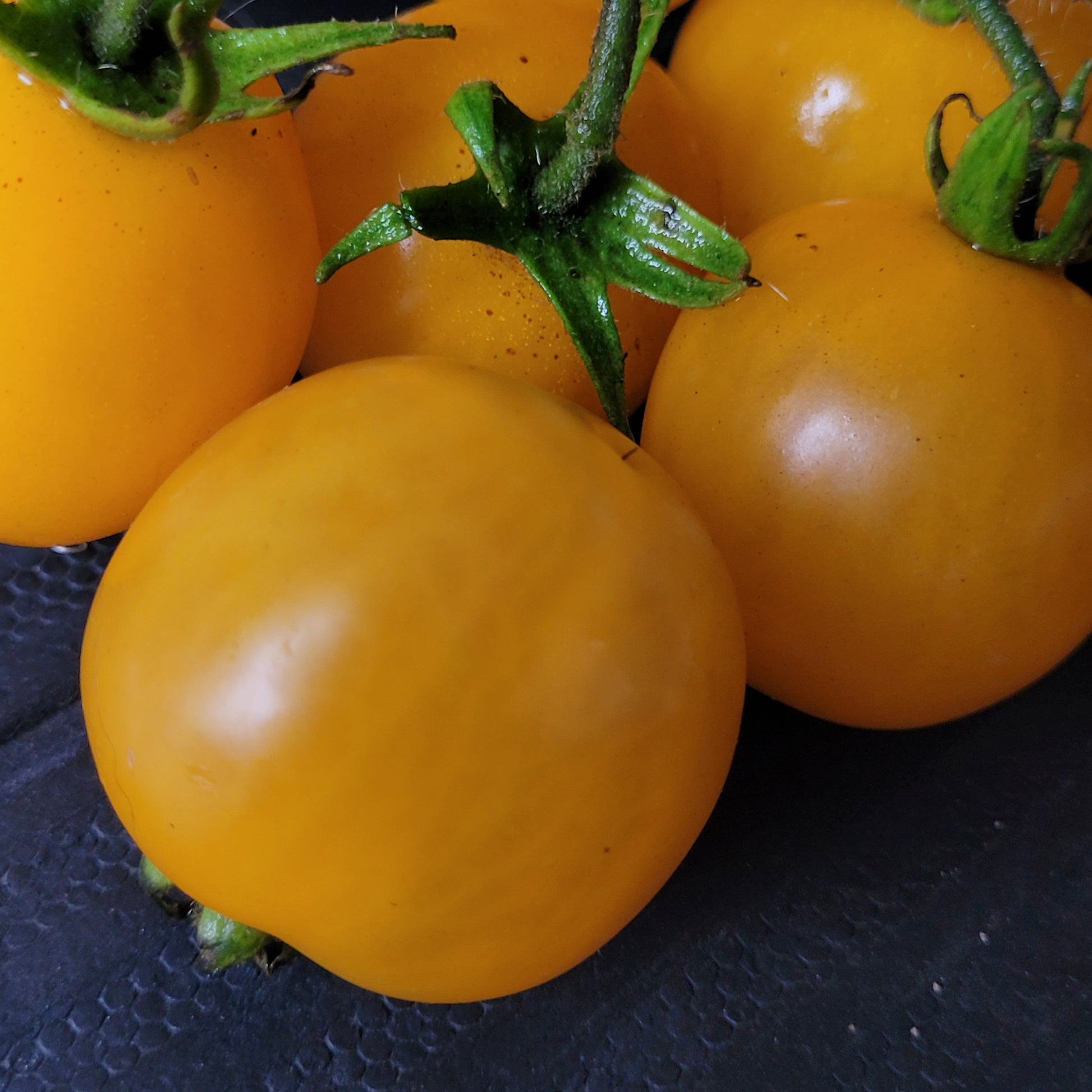 Hartman's Yellow Gooseberry Tomato