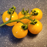 Hartman's Yellow Gooseberry Tomato