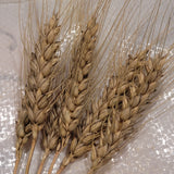 awned heads of Gharnovka Durum Wheat