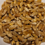 seeds of Gharnovka Durum Wheat