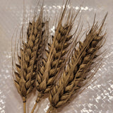 awned heads of Oowa Barley hull-less seeds