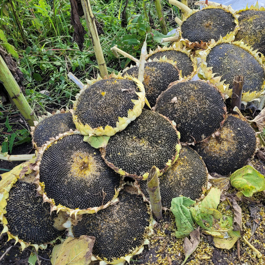 heads of Rostov Sunflower