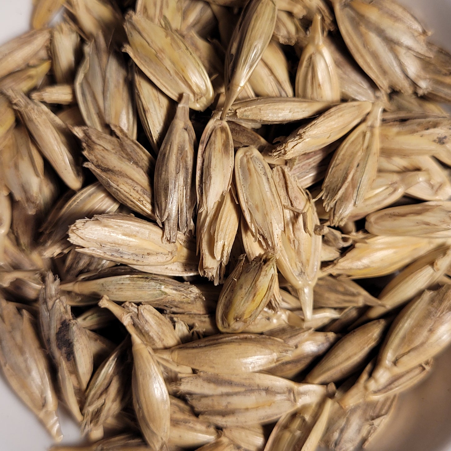 seeds of Khapli Emmer