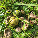 nuts and husks of Shagbark Hickory
