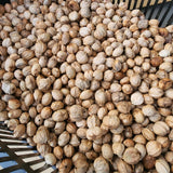 collected Shagbark Hickory nuts drying
