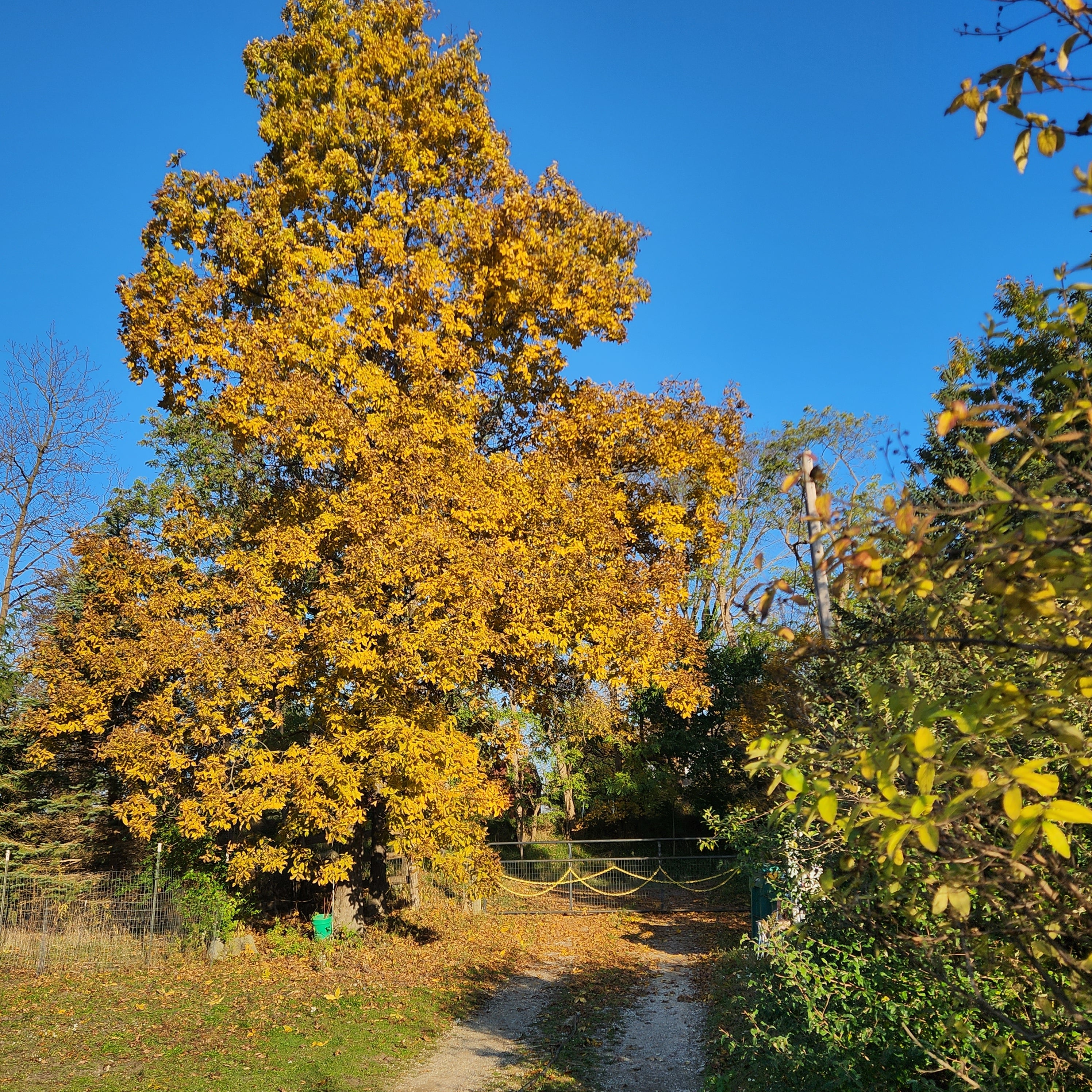 【ジョアン　アイザック】Shagbark Hickory Shagbark Hickory | Johnson's Nursery | KB